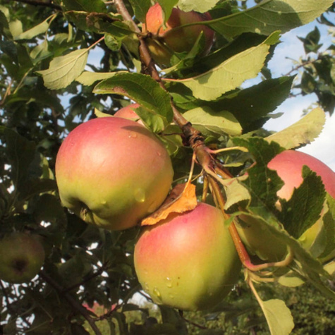 Apfelbaum - Ananasapfel ‘Berżenicki’ - Wurzelnackte Pflanze