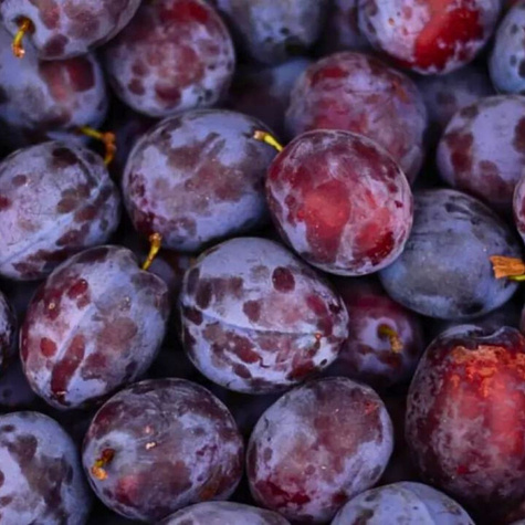 Pflaumenbaum Krasnaja Diestiernaja - Wurzelnackte Pflanze