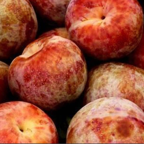 Pflaumenaprikose Dapple Dandy - Wurzelnackte Pflanze