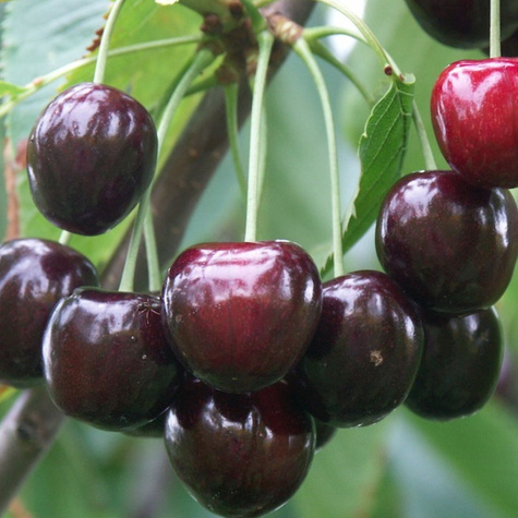 Säulenkirsche Tamara Größte Frucht Obstbaum Süßkirschen 80cm / 140cm