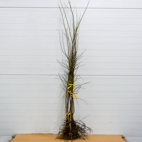 Japanischer Pflaumenbaum Angelo - Wurzelnackte Pflanze