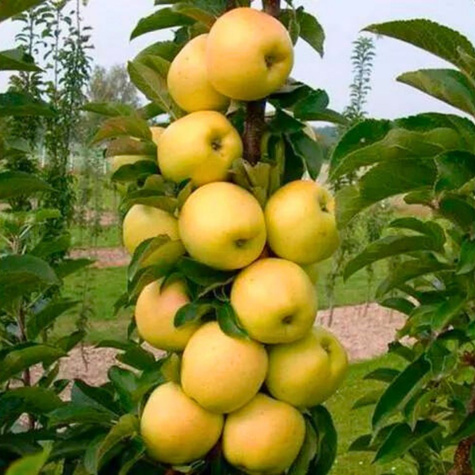 Säulen-Apfelbaum Bolero - Wurzelnackte Pflanze