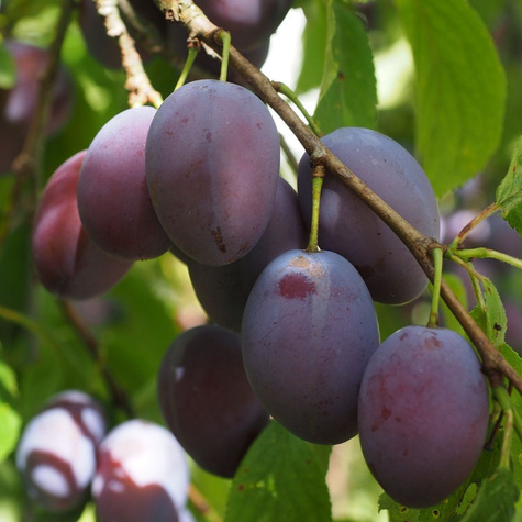Pflaumenbaum Amers - Wurzelnackte Pflanze