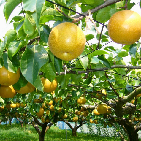 Asiatische Birne Nijisseiki (New Century) - Wurzelnackte Pflanze