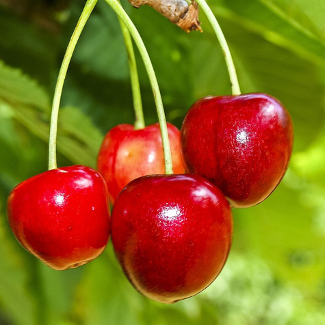 Säulenkirsche Vega Obstbaum Süßkirschen 80cm / 140cm