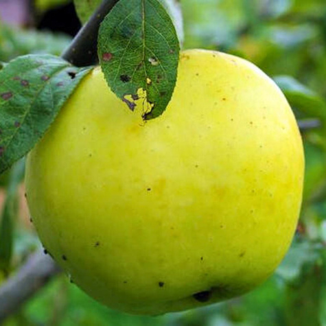 Apfelbaume Antonówka Cukrowa Obstbaum Apfel 80cm / 140cm