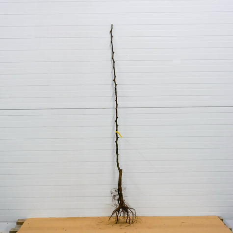 Asiatische Birne Shinseiki - Wurzelnackte Pflanze