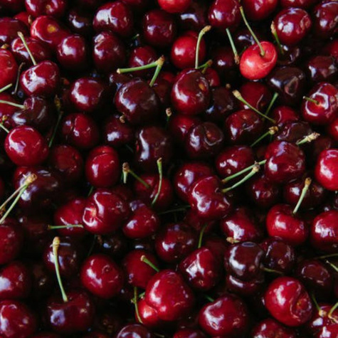 Sauerkirsche Groniasta - Wurzelnackte Pflanze