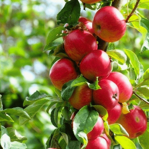 Apfelbaume Alwa Obstbaum Apfel 80cm / 140cm