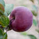 Apfelbaum Red Love - Wurzelnackte Pflanze