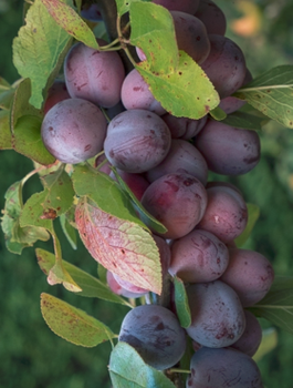 Säulen-Pflaumenbaum Imperial - Wurzelnackte Pflanze