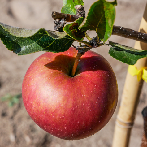 Apfelbaume Jeronimo Red Delicious Obstbaum Apfel 80cm / 140cm