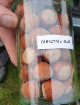 Haselnuss ‘Hallische Riesenhasel’ (Hall’s Giant) - Wurzelnackte Pflanze
