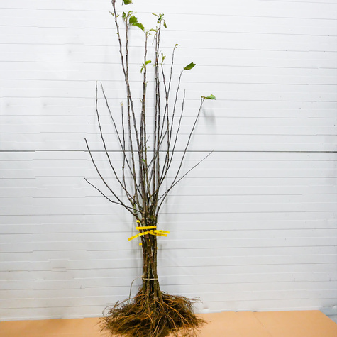 Duo Apfelbaum Malinowa + Golden Delicious - Wurzelnackte Pflanze