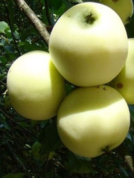 Apfelbaum Weißer Klarapfel (Papierówka) - Wurzelnackte Pflanze