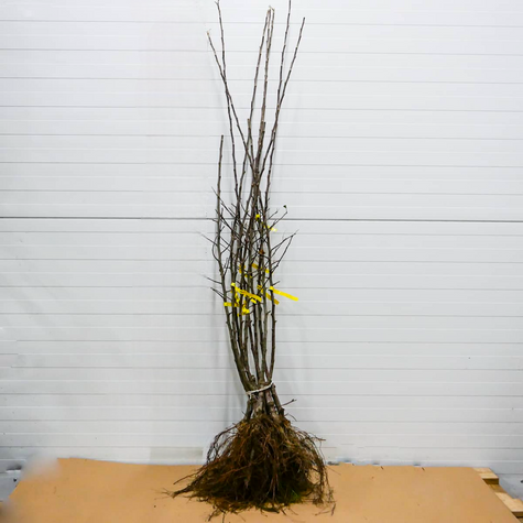 Apfelbaum Idared - Wurzelnackte Pflanze