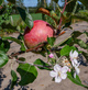 Apfelbaum Jeronimo Red Delicious - Wurzelnackte Pflanze