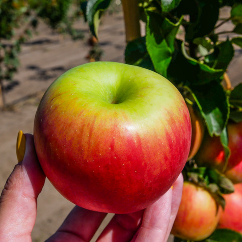 Apfelbaum Cortland - Wurzelnackte Pflanze