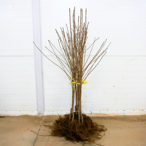 Süßkirsche Sam - Wurzelnackte Pflanze