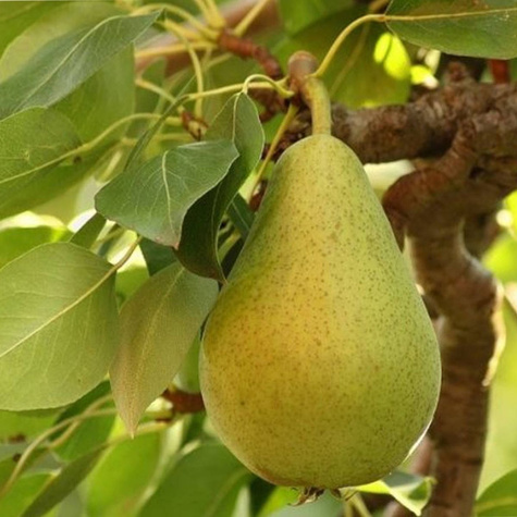 Birnenbaum Komisówka - Wurzelnackte Pflanze