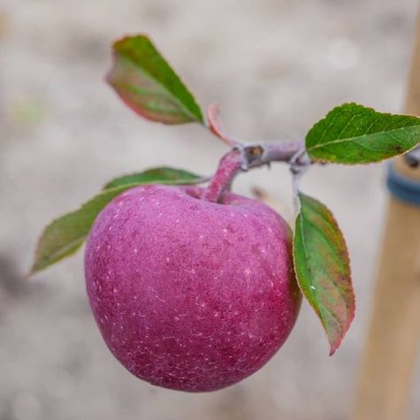 Apfelbaum Gloster - Wurzelnackte Pflanze