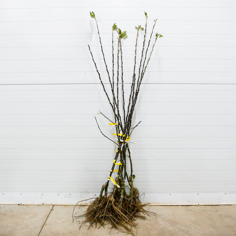 Apfelbaum Cortland - Wurzelnackte Pflanze