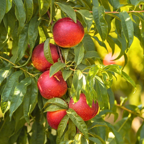 Nektarinenbaum Fantasia Obstbaum Nektarine 80cm / 140cm