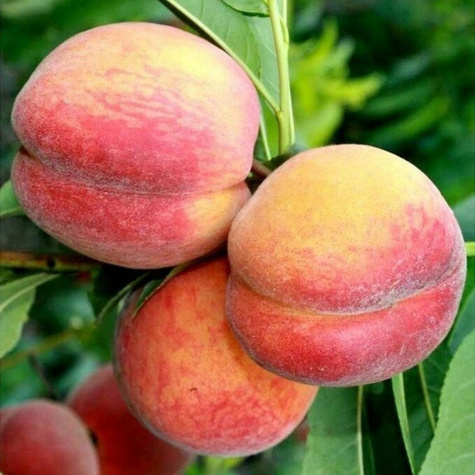 Pfirsichbaum Maycrest Obstbaum Pfirsich 80cm / 140cm