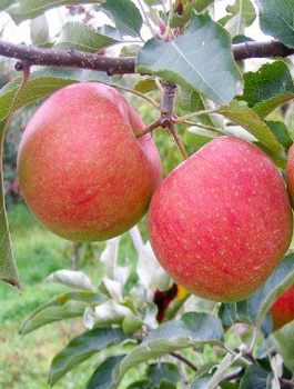 Apfelbaum Szampion - Wurzelnackte Pflanze