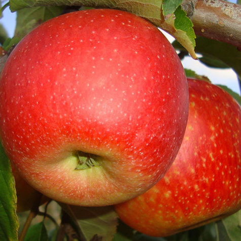 Apfelbaume typu Pinova Pinowa Obstbaum Apfel 80cm / 140cm