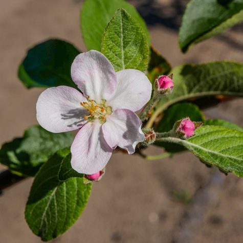 Apfelbaum Cortland - Wurzelnackte Pflanze