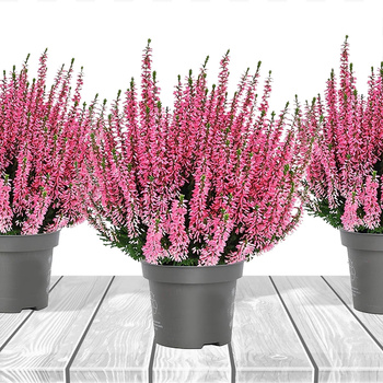 3x Rosa Knospenheide – Pflanzenset