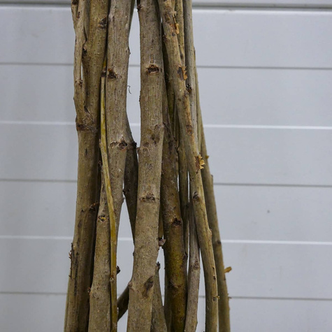 Süßkirsche ‘Regina’ - Zwergform (Gisela 5) - Wurzelnackte Pflanze