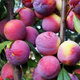 Pflaumenbaum Kuban Obstbaum Pflaume 80cm / 140cm