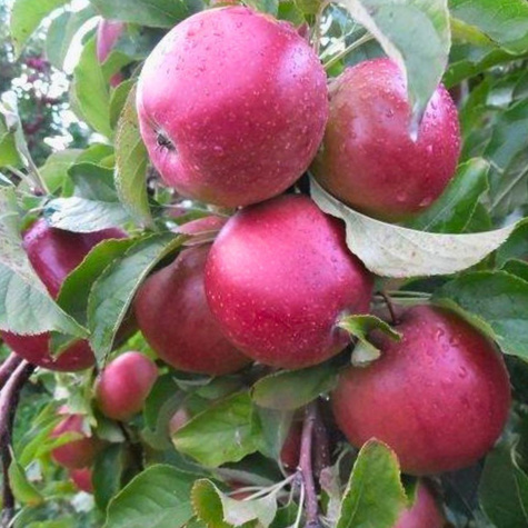 Apfelbaume Ligol Obstbaum Apfel 80cm / 140cm