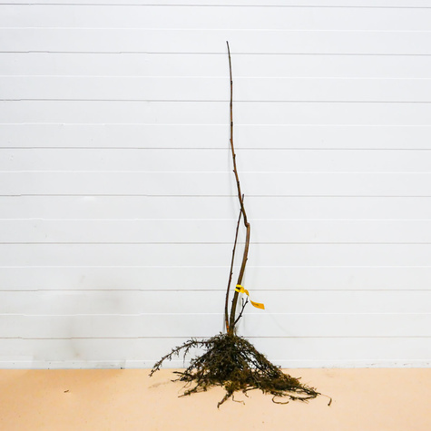 Haselnussbaum Joanna - Wurzelnackte Pflanze