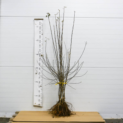 Apfelbaum Cortland Wicki - Wurzelnackte Pflanze