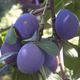 Pflaumenbaum Valjevka Obstbaum Pflaume 80cm / 140cm