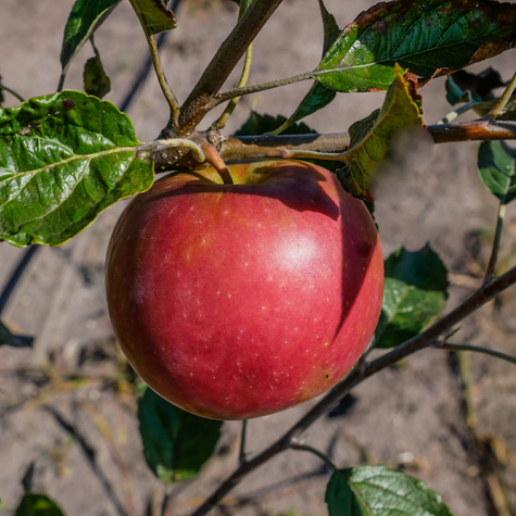Apfelbaume typu Najdared Obstbaum Apfel 80cm / 140cm