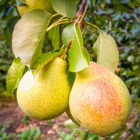 Birnenbaum Patten - Wurzelnackte Pflanze