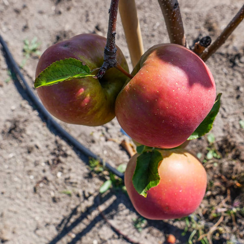 Apfelbaum Szampion - Wurzelnackte Pflanze 