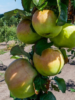 Apfelbaum Antonówka - Wurzelnackte Pflanze