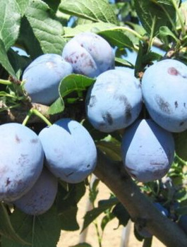 Pflaumenbaum Yoganta - Wurzelnackte Pflanze