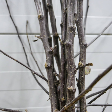 Apfelbaum - Ananasapfel ‘Berżenicki’ - Wurzelnackte Pflanze