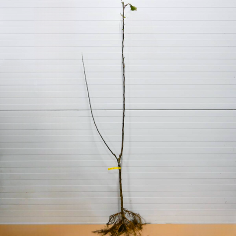 Duo Apfelbaum Antonówka + Malinówka (Himbeerapfel) - Wurzelnackte Pflanze