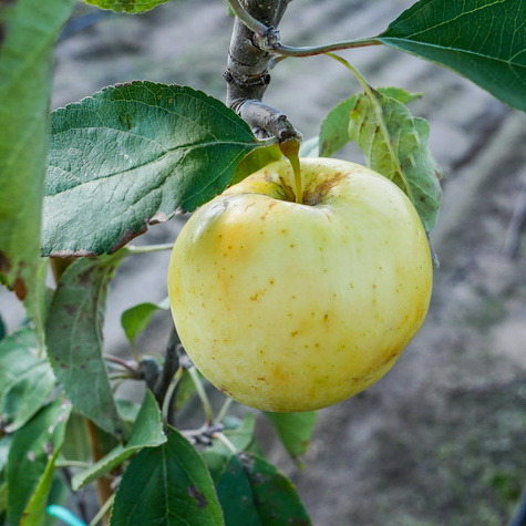 Apfelbaum Weißer Klarapfel (Papierówka) - Wurzelnackte Pflanze