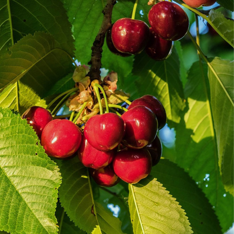Kirschbaum Wanda Obstbaum Kirsche 80cm / 140cm