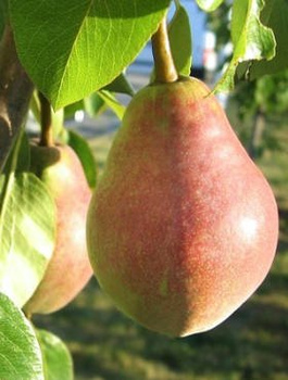 Birnenbaum Klapsa Faworytka - Wurzelnackte Pflanze