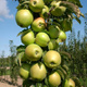 Säulen-Apfelbaum Moon Light - Wurzelnackte Pflanze