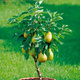 Birnenbaum Mini Zwerg Garden Pearl - Wurzelnackte Pflanze